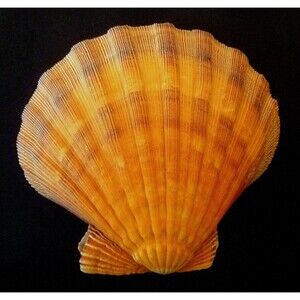 ToyOrange Lions' Paw Scallop figure pairs 5+" beach ocean nautical decor